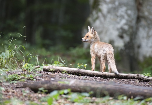 Animales - Di Viechaln